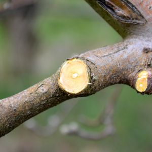 Pruning branches with pruning shears 