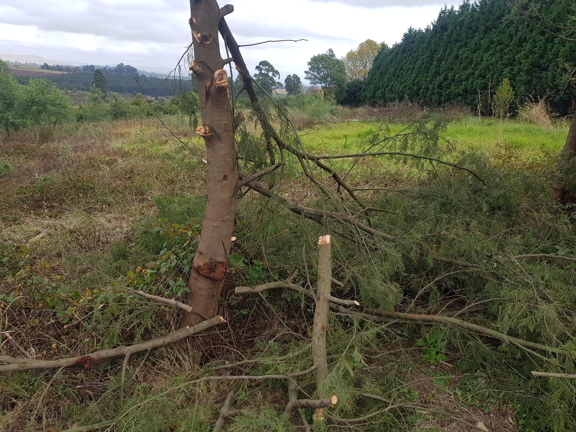 a job for a mini chainsaw