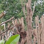 how long do mini chainsaws last